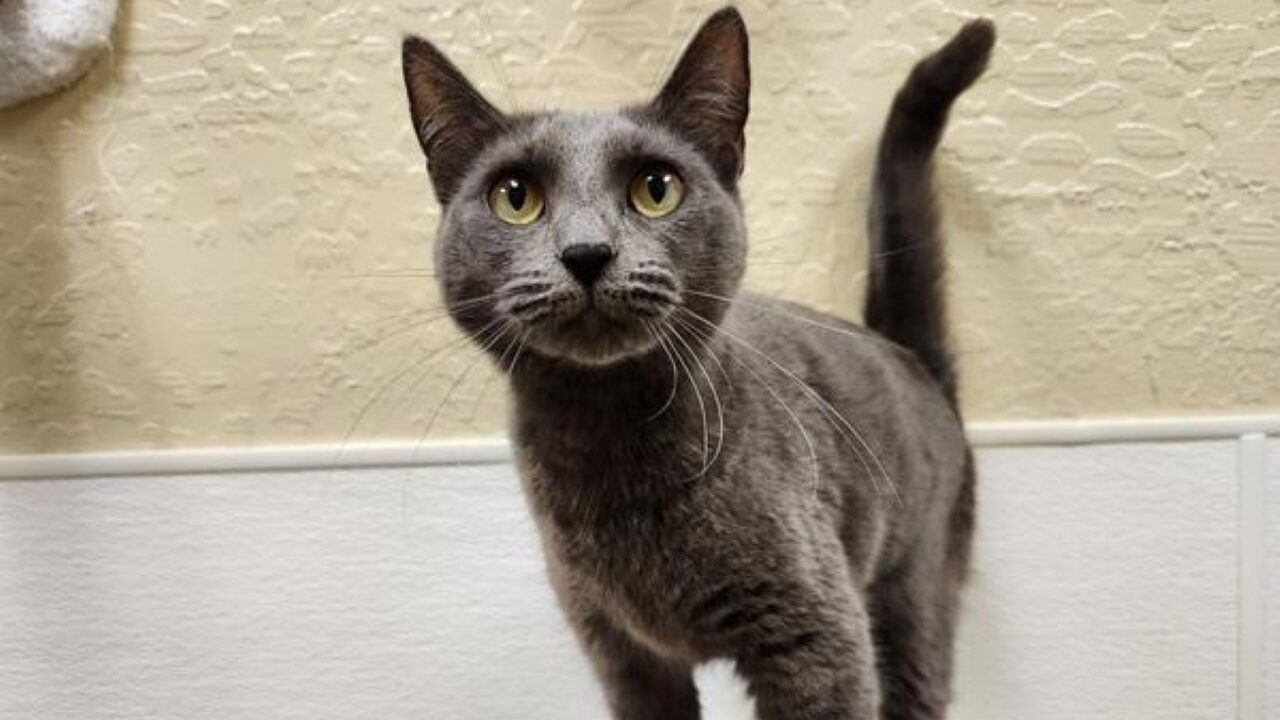 Image of Bomba Cat, GV Wire's adoptable pet of the week for March 21, 2026