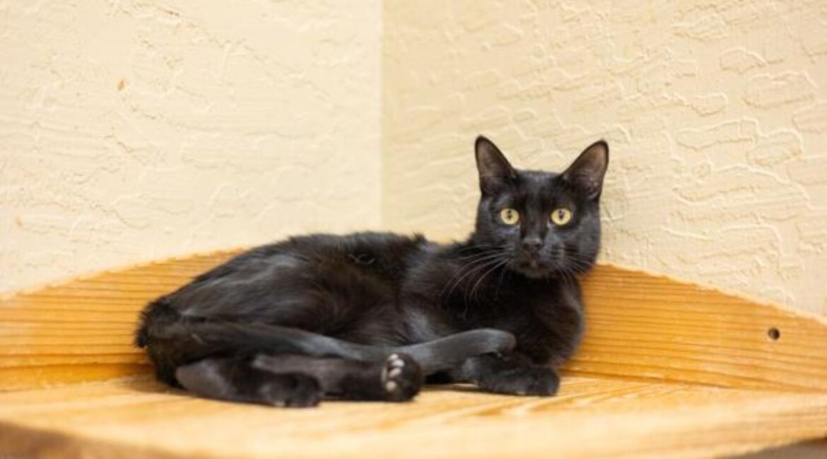 Image of Estella, who is up for adoption at The Cat House on the Kings