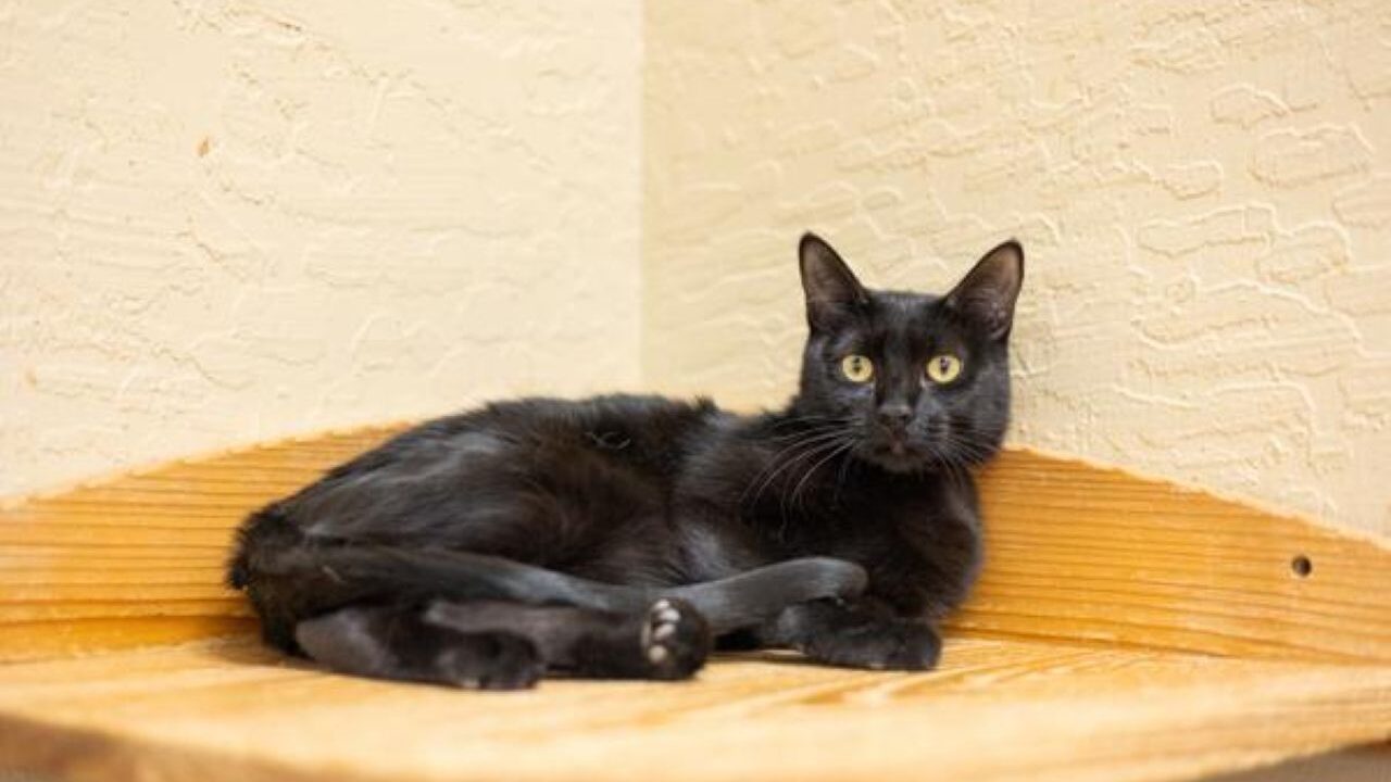 Image of Estella, who is up for adoption at The Cat House on the Kings
