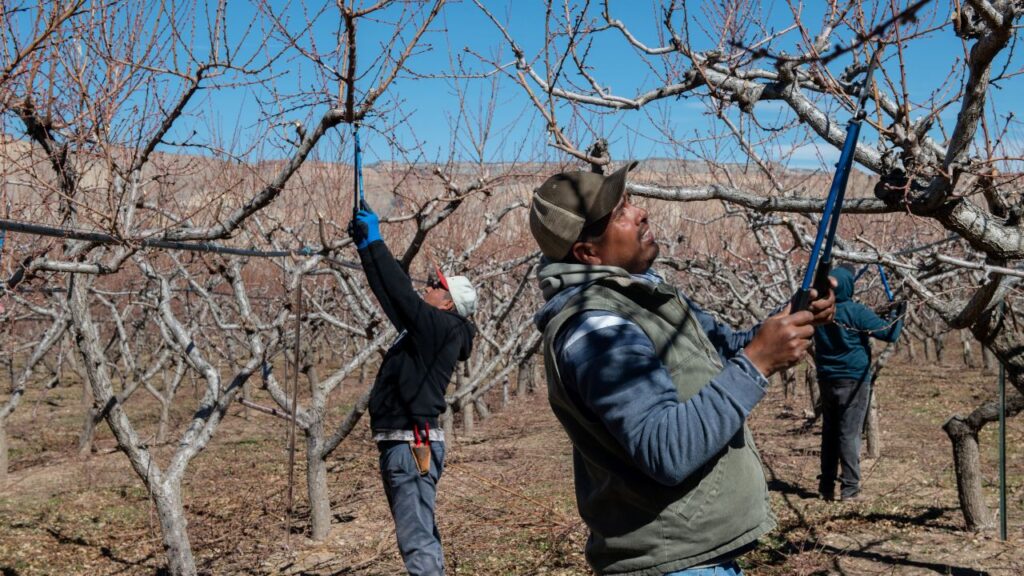Image of two immigrants in the U.S. on ag worker visas trimming prune trees