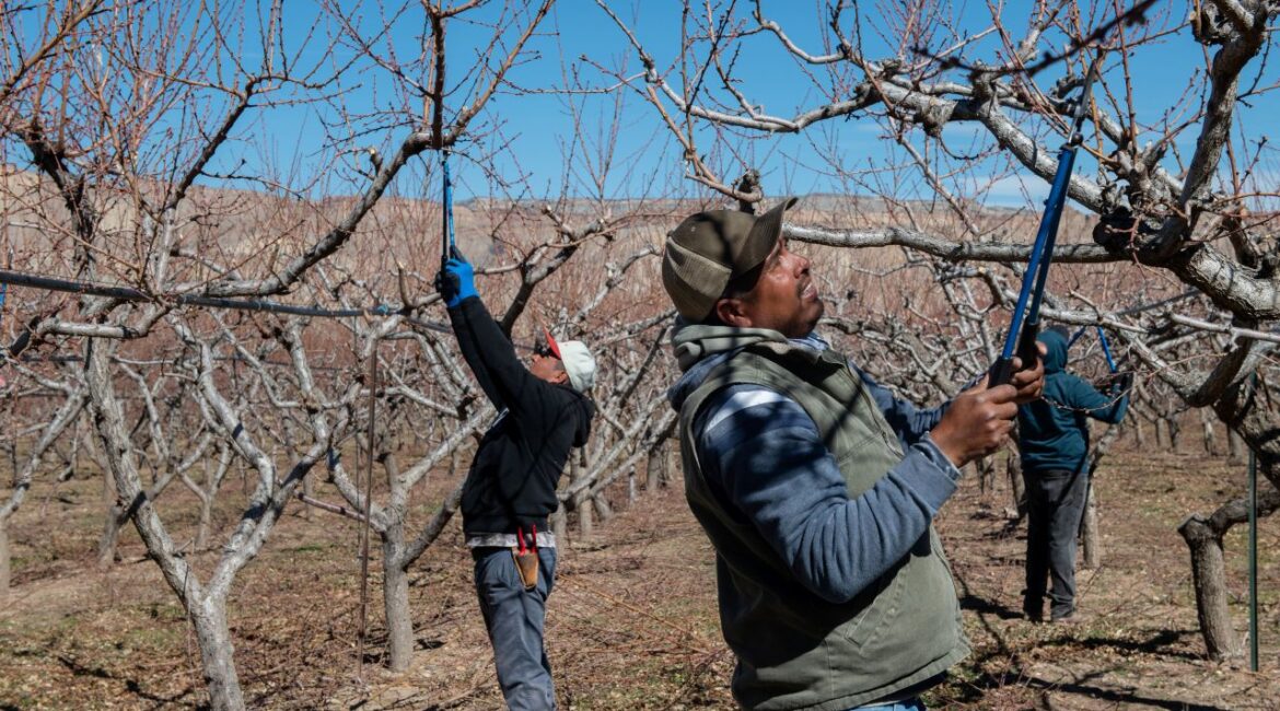 Image of two immigrants in the U.S. on ag worker visas trimming prune trees