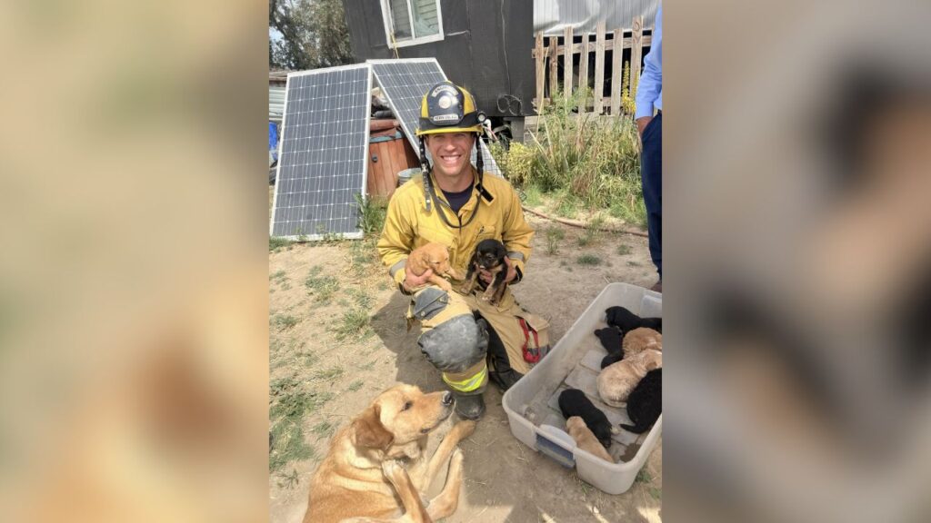 Kern County firefighters rescued 10 unharmed puppies after quickly extinguishing a small exterior fire on a home Friday, March 27, 2026. (Kern County FD)