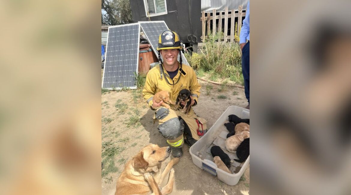 Kern County firefighters rescued 10 unharmed puppies after quickly extinguishing a small exterior fire on a home Friday, March 27, 2026. (Kern County FD)