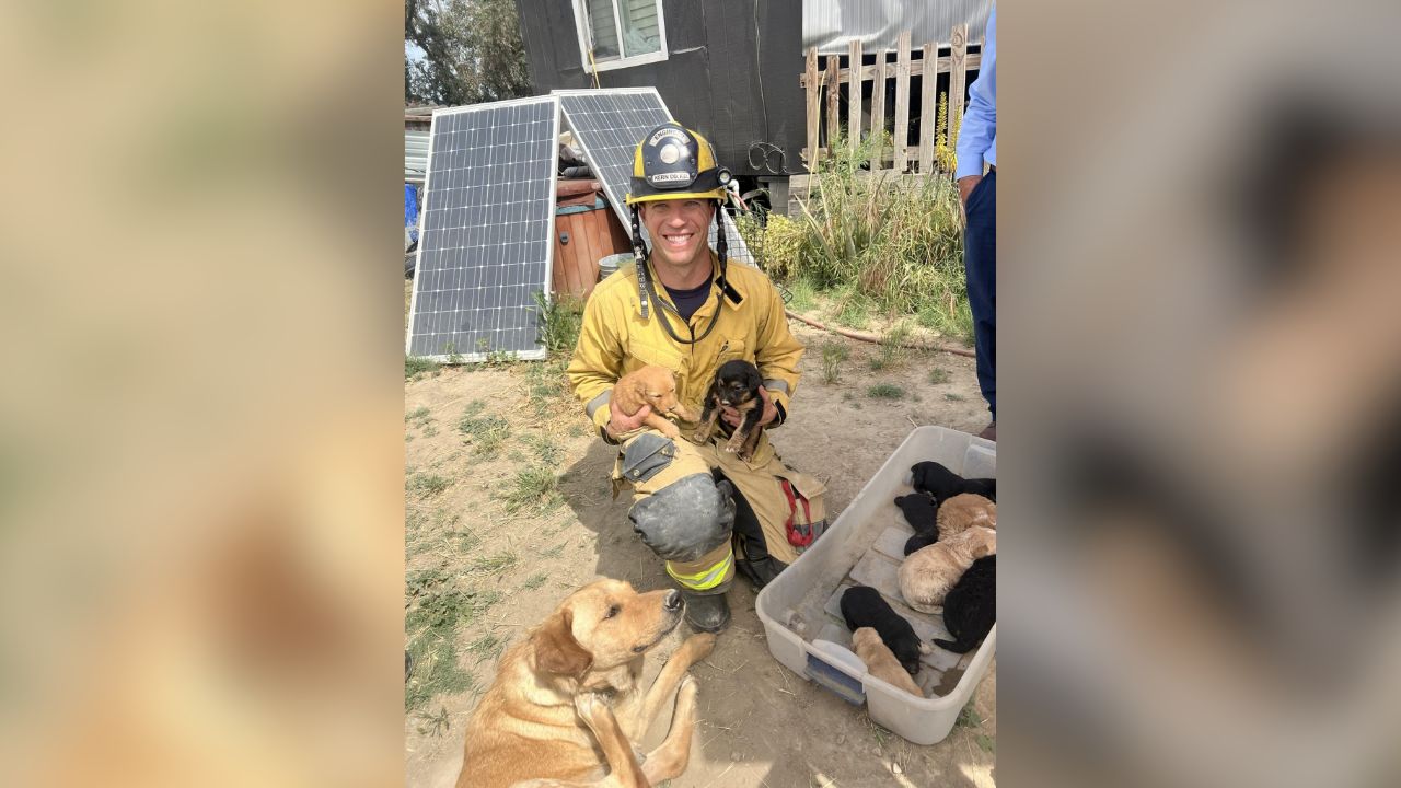Kern County firefighters rescued 10 unharmed puppies after quickly extinguishing a small exterior fire on a home Friday, March 27, 2026. (Kern County FD)