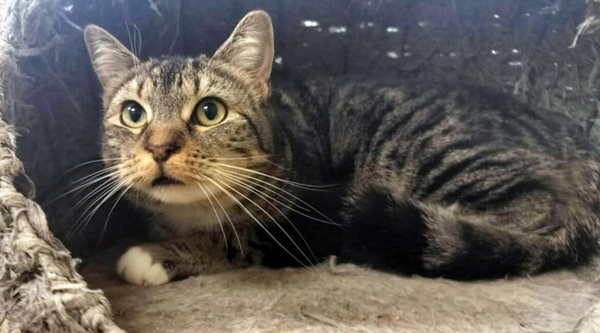 Image of Mako, a tabby kitten who is up for adoption