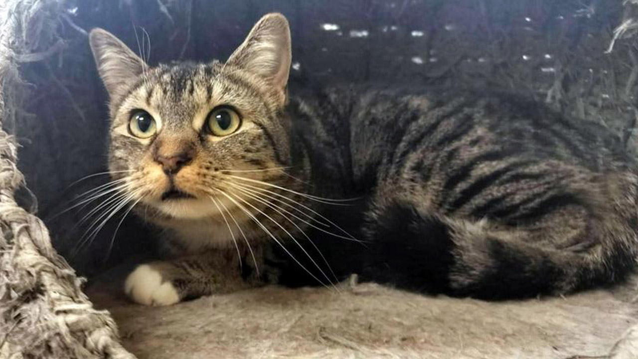 Image of Mako, a tabby kitten who is up for adoption