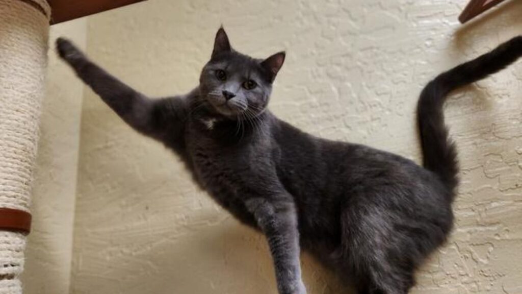 Image of Pandora, a 2-year-old cat, with one front leg outstretched and her tail up in the air
