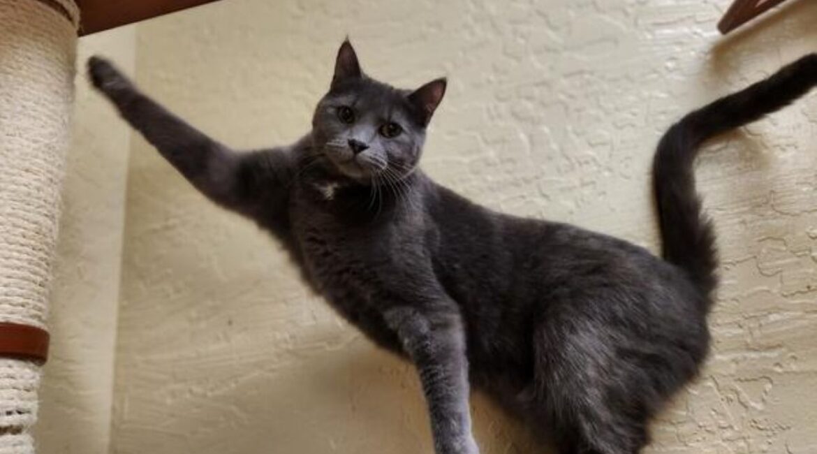 Image of Pandora, a 2-year-old cat, with one front leg outstretched and her tail up in the air
