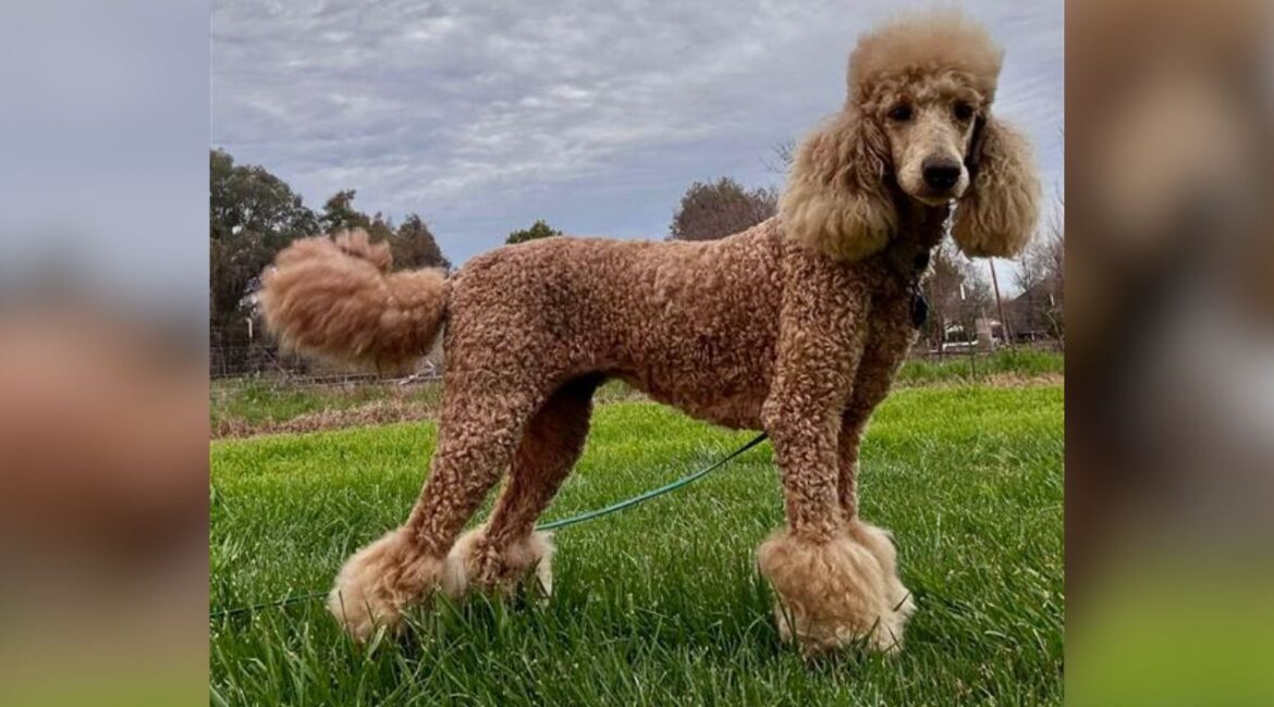 Twiggy, a playful 2-year-old standard poodle with great manners, is searching for the right forever home through Mell’s Mutts. (Mell's Mutts)