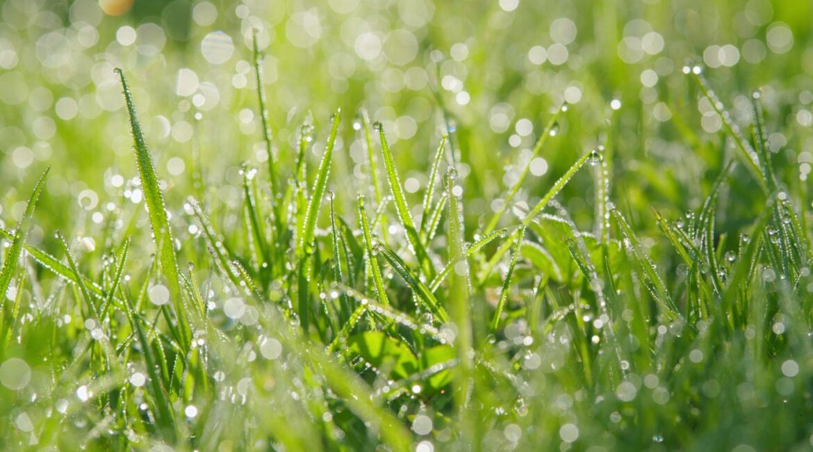 Wet drops on grass sparkling in the sun, suggesting a few rain sprinkles on a spring day