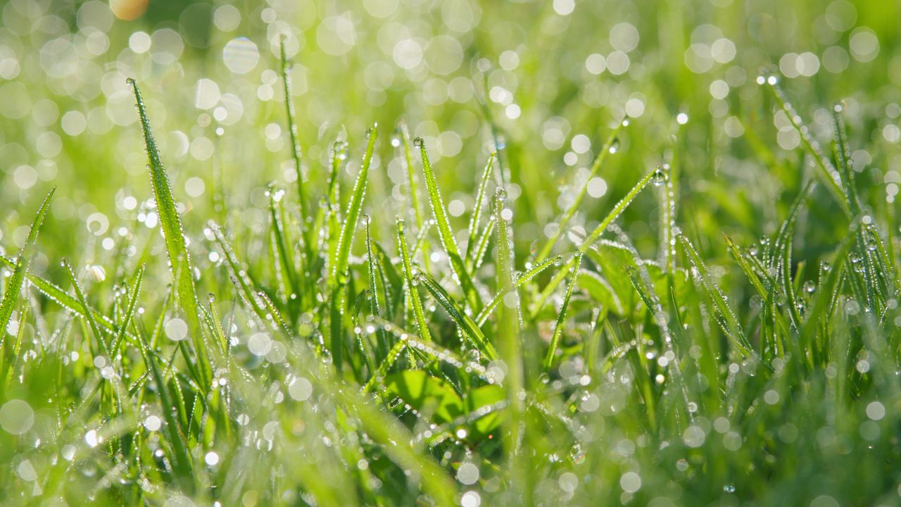 Wet drops on grass sparkling in the sun, suggesting a few rain sprinkles on a spring day
