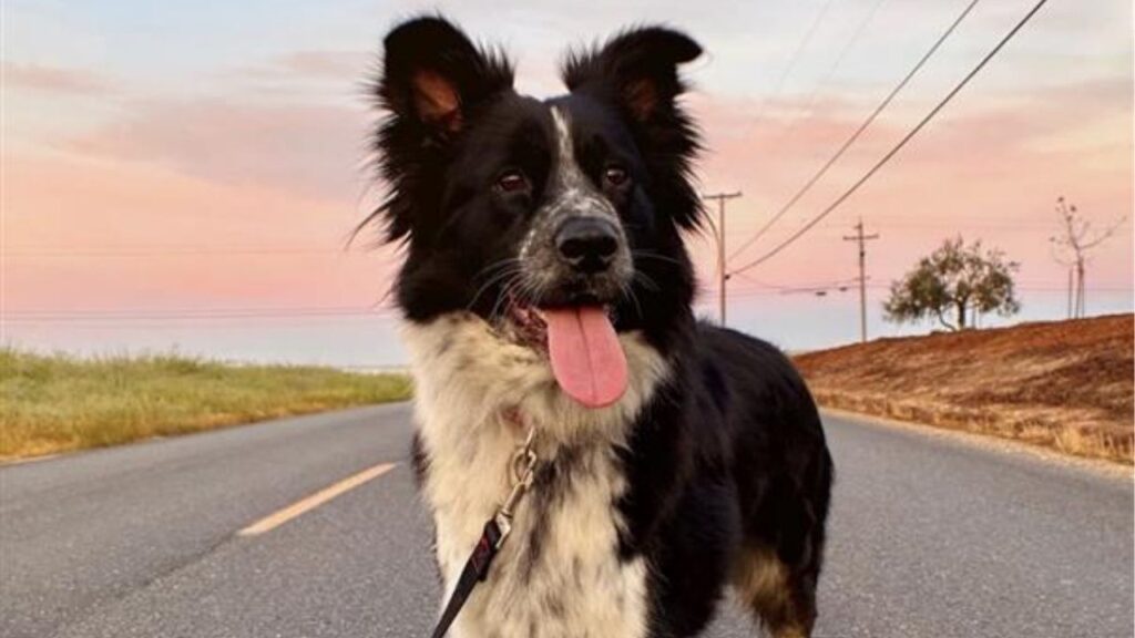 A 2-year-old border collie mix named Justice Ruthie, available through Mell's Mutts rescue, is up for adoption in Fresno. (Mell's Mutts)