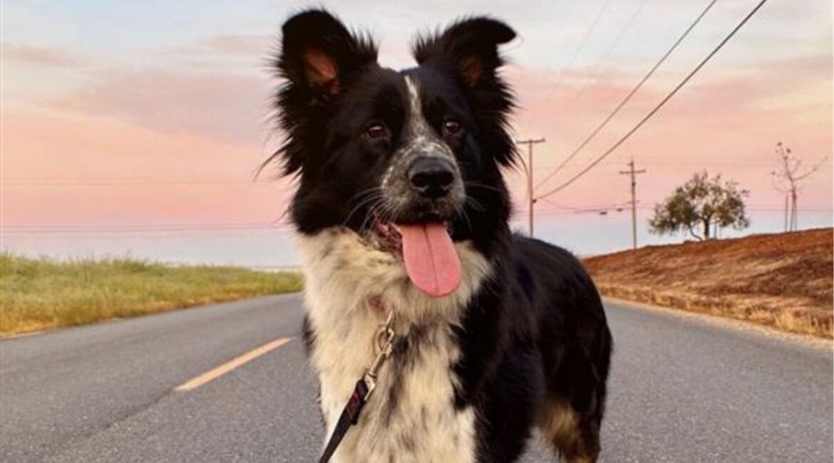 A 2-year-old border collie mix named Justice Ruthie, available through Mell's Mutts rescue, is up for adoption in Fresno. (Mell's Mutts)