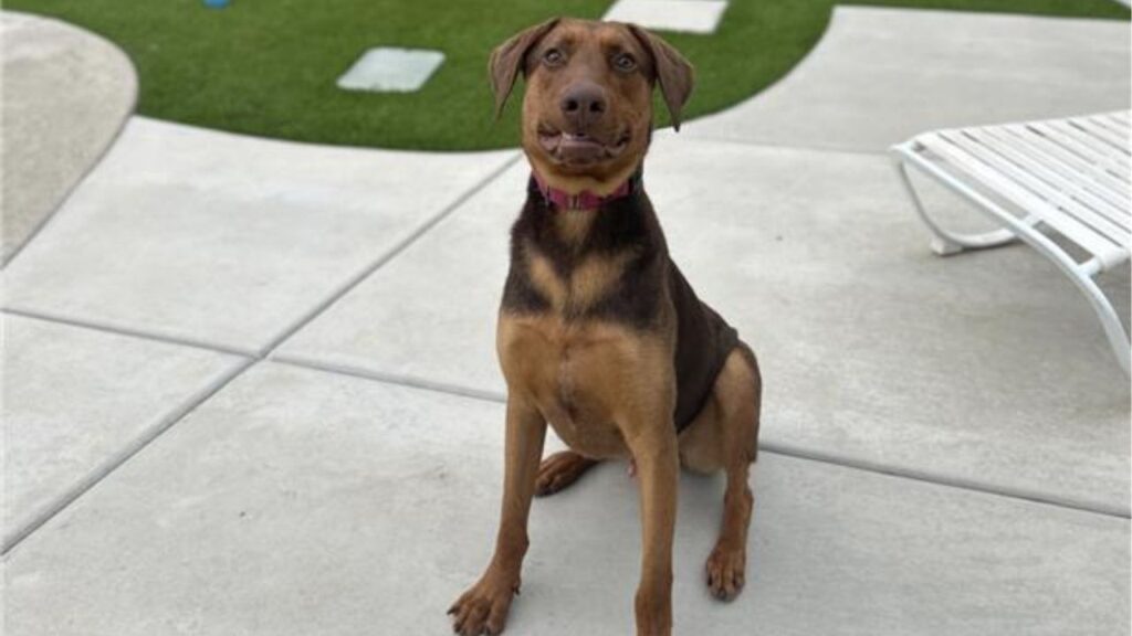 A Doberman mix who sought shelter during a rainstorm is now trained, thriving and ready for adoption. (Mell's Mutts)