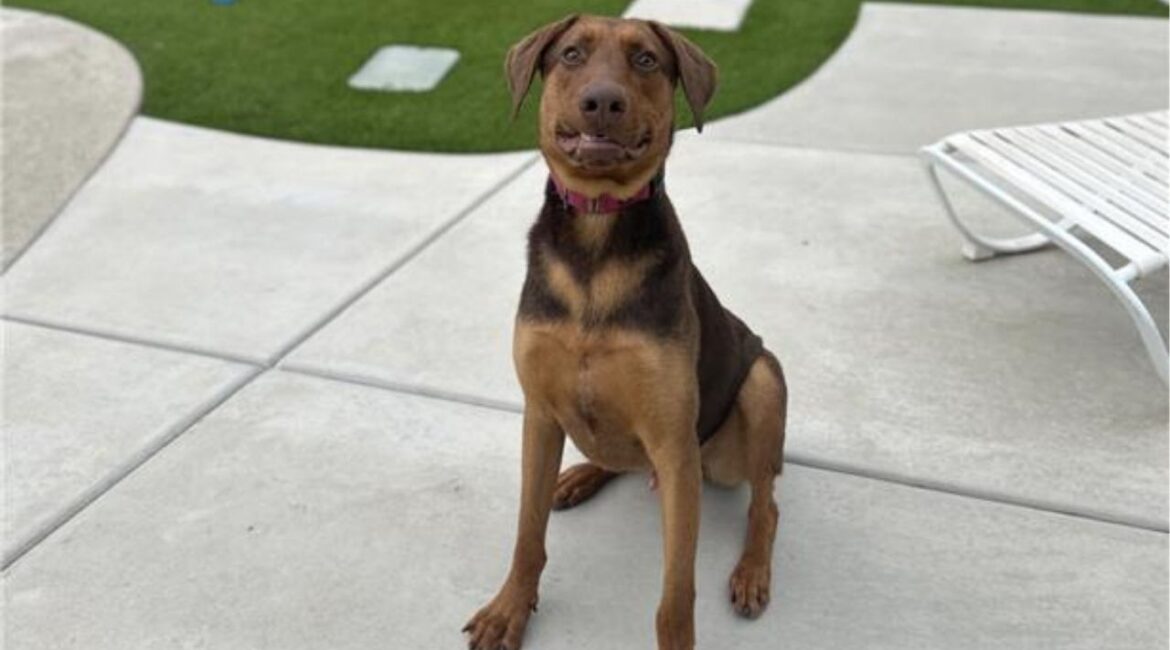 A Doberman mix who sought shelter during a rainstorm is now trained, thriving and ready for adoption. (Mell's Mutts)