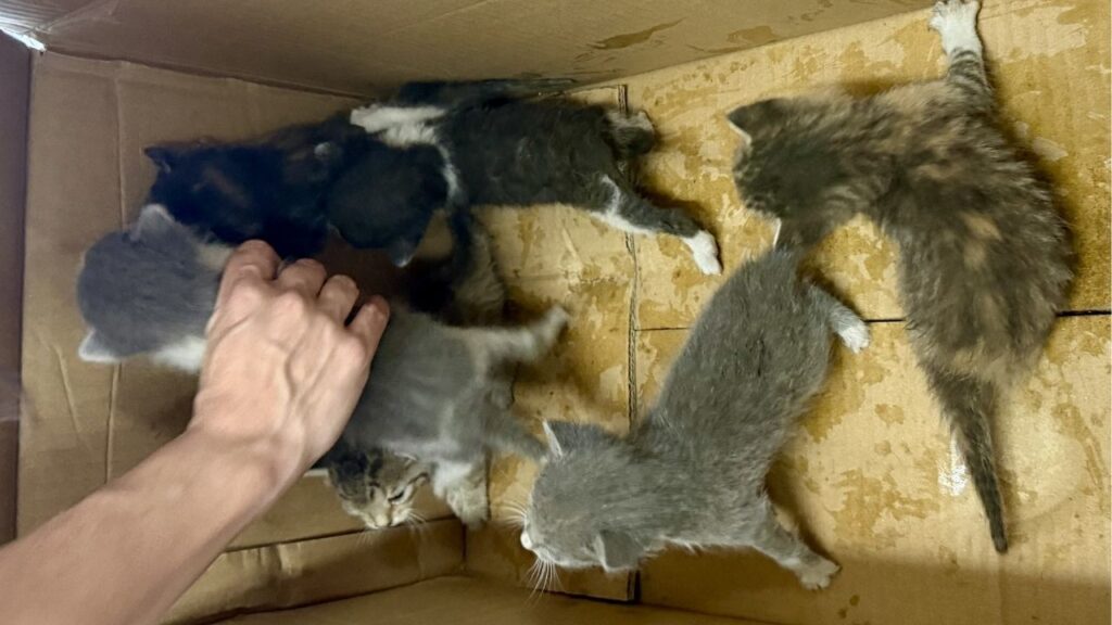 A Fresno County detective rescued six stranded kittens from an attic crawl space in Selma. (Fresno County SO)
