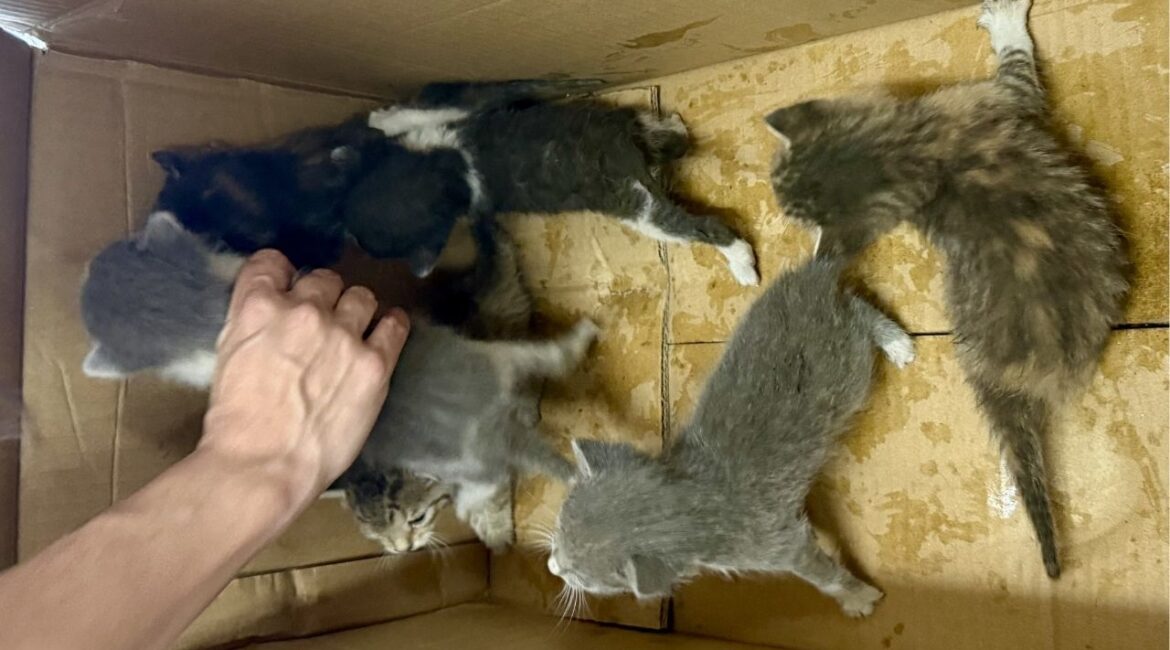 A Fresno County detective rescued six stranded kittens from an attic crawl space in Selma. (Fresno County SO)