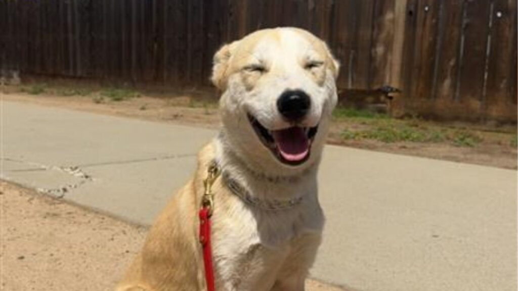 Aloka, a 1-year-old shepherd-husky mix rescued from a busy intersection, is winning hearts with his gentle nature, love of cuddling and knack for making friends with everyone he meets. (Mell's Mutts)