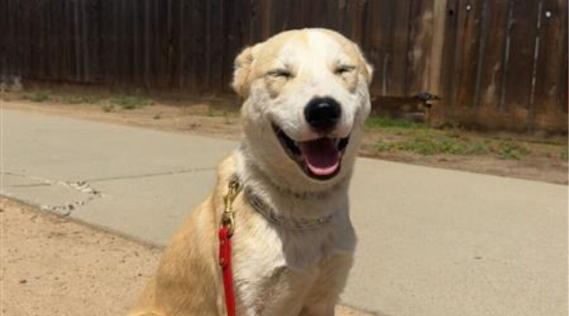 Aloka, a 1-year-old shepherd-husky mix rescued from a busy intersection, is winning hearts with his gentle nature, love of cuddling and knack for making friends with everyone he meets. (Mell's Mutts)