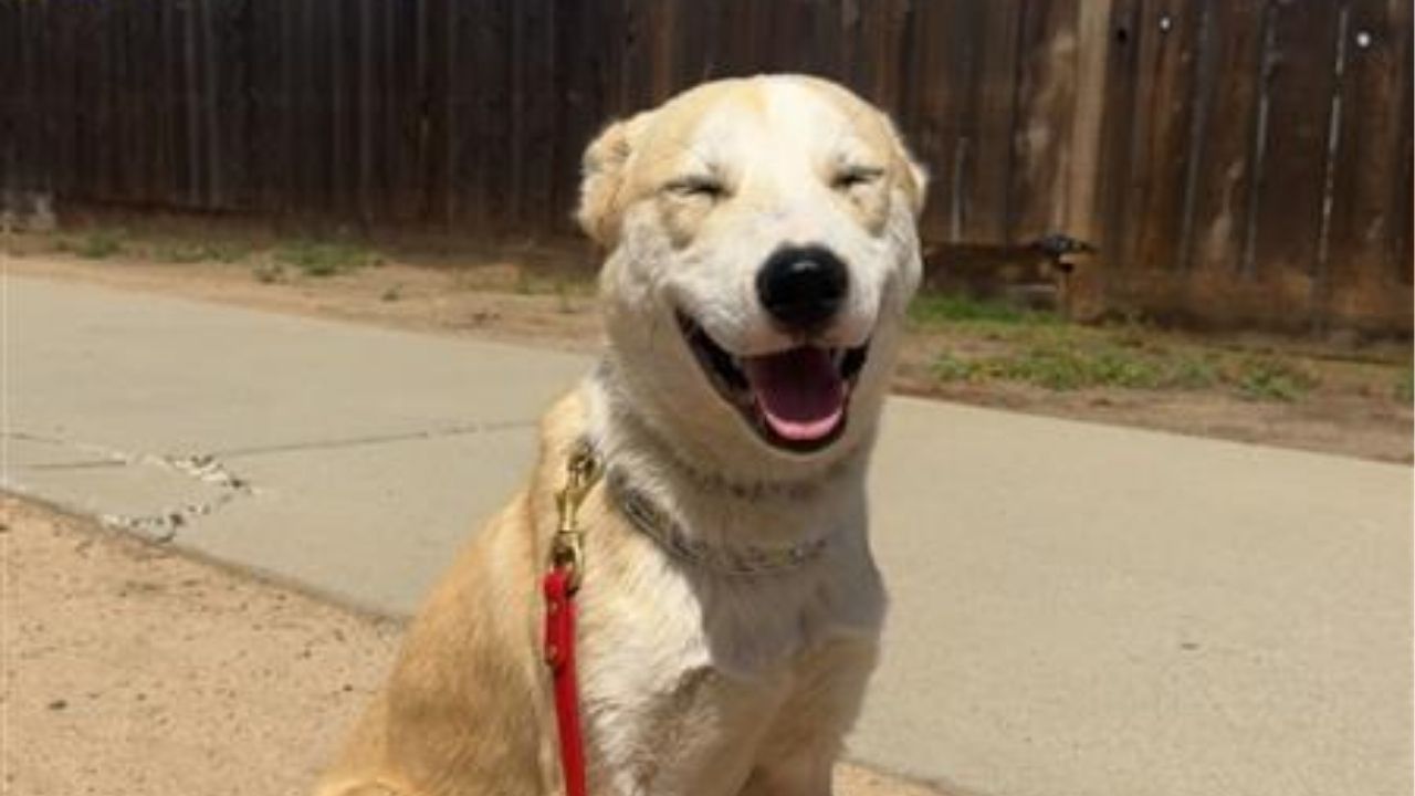 Rescued “Teddy Bear” Dog Aloka Wins Hearts With Cuddly Charm