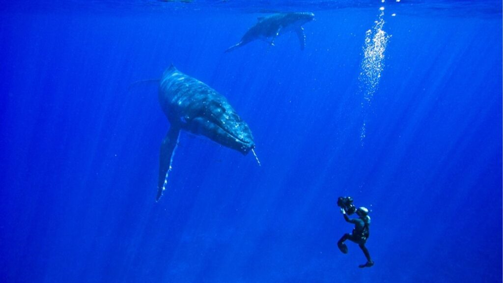 An undated family photo shows the wildlife photographer Doug Allan shooting a humpback whale. Allan, a cameraman whose skill at capturing candid scenes of penguins, bears, walruses and other animals that populate the earth’s polar extremes earned him a brace of awards and the unbounded admiration of the renowned nature documentarian David Attenborough, died on April 8, 2026 while hiking in the Pokhara region of Nepal. He was 74. (The Allan Family via The New York Times)