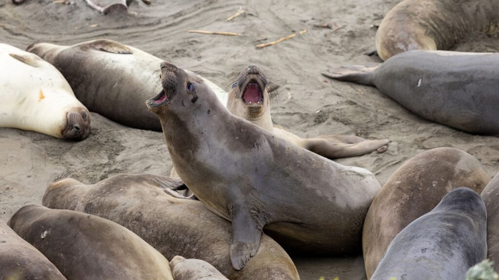 Image of elephant seal pups near San Simeon, California