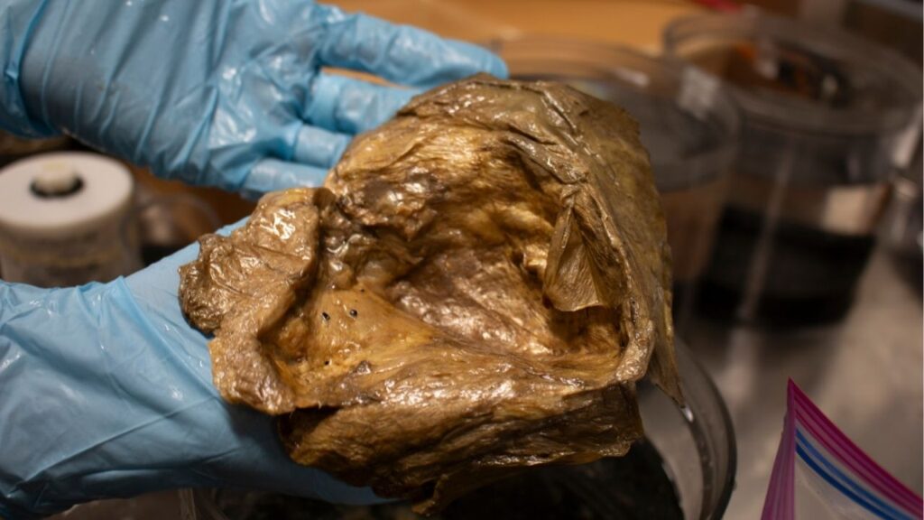 In an image from NOAA Fisheries, the object that became known as the “golden orb” in a lab of the Smithsonian Institution. After more than two years of investigation, the U.S. National Oceanic and Atmospheric Administration said this week that researchers had identified it as a part of a deep-sea anemone. (NOAA Fisheries via The New York Times)