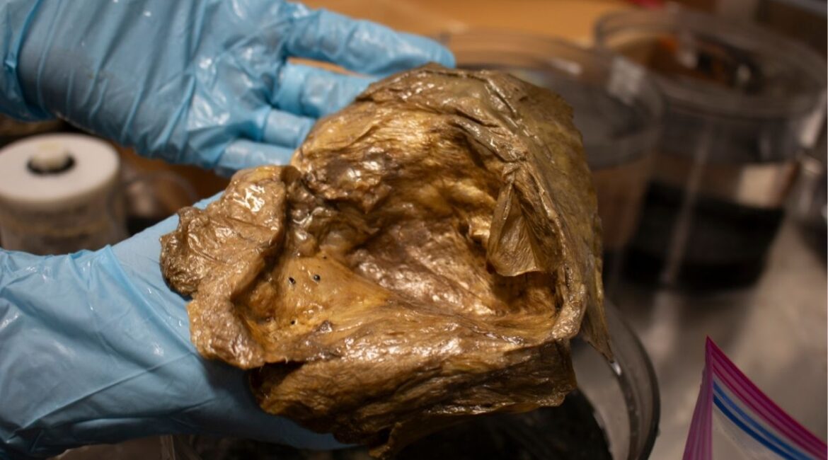 In an image from NOAA Fisheries, the object that became known as the “golden orb” in a lab of the Smithsonian Institution. After more than two years of investigation, the U.S. National Oceanic and Atmospheric Administration said this week that researchers had identified it as a part of a deep-sea anemone. (NOAA Fisheries via The New York Times)