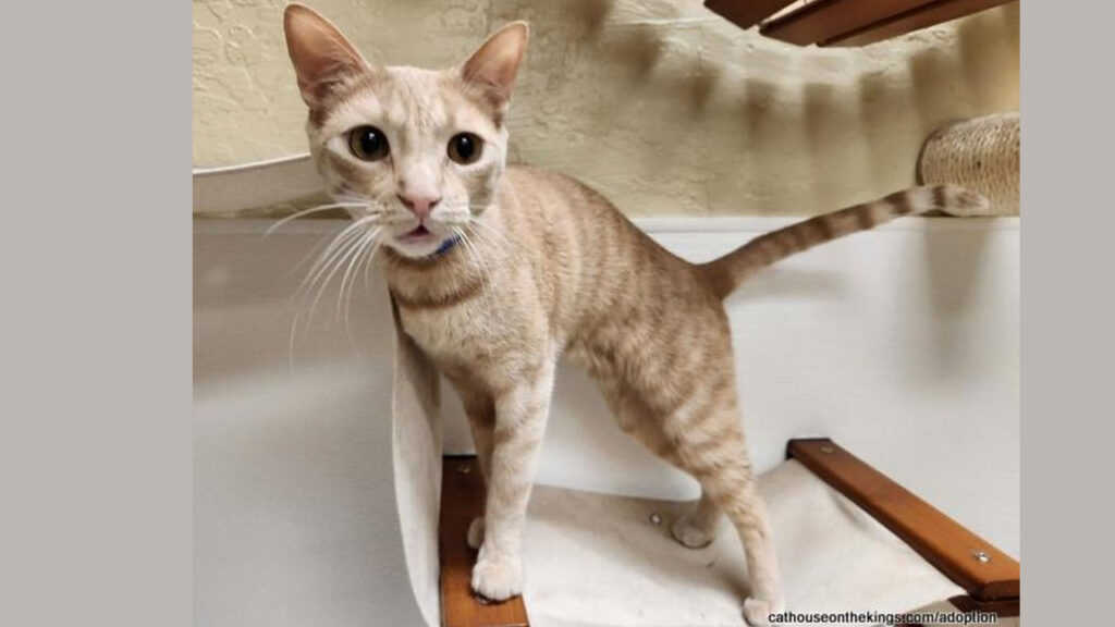 Image of Muffin, a 1-year-old male cat who is up for adoption