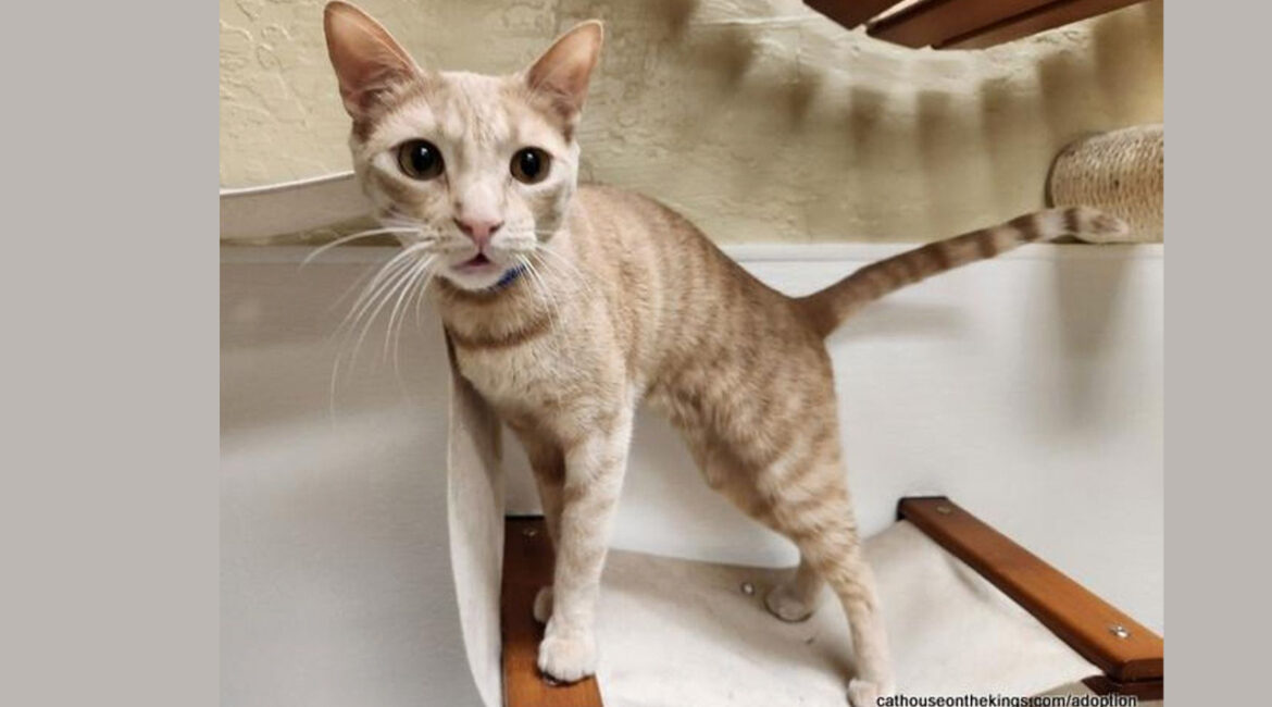 Image of Muffin, a 1-year-old male cat who is up for adoption