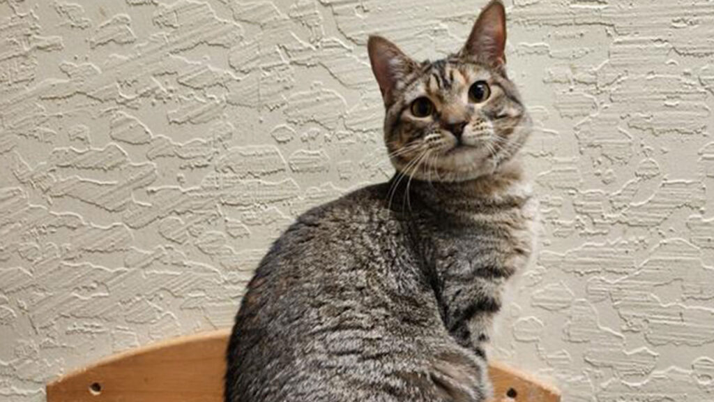 Image of Octavia, a 10-month-old tabby who is up for adoption at The Cat House on the Kings