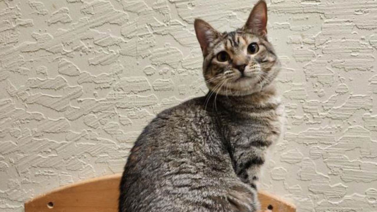 Image of Octavia, a 10-month-old tabby who is up for adoption at The Cat House on the Kings