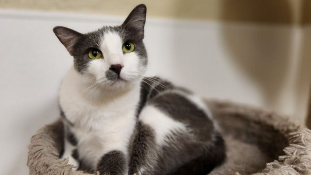 Ollie, a 3-year-old cat, is GV Wire's Adoptable Pet of the Week for April 30, 2026