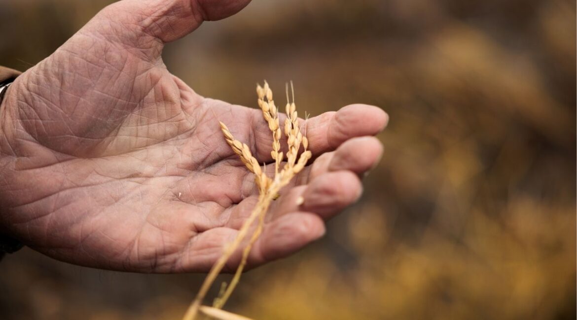 Rep. Doug LaMalfa (R-Calif.) holds grains of rice, which he and many others in his home town of Richvale farm, on Dec. 8, 2025. The House on Thursday passed a $390 billion farm bill, after infighting among Republicans threatened to sink the measure and exposed tensions between the Make America Healthy Again movement and traditional farm interests. (Max Whittaker/The New York Times)