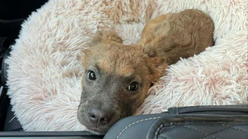 Rosie, a 4-month-old three-legged rescue puppy, is winning hearts with her playful personality and resilience after losing a leg in an accident. (Mell's Mutts)