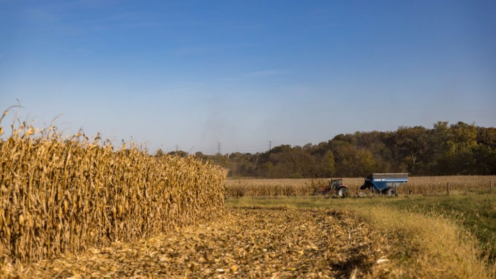 Image of a vast acreage of corn being harvested under a blue sky on a sunny fall day in Iowa.