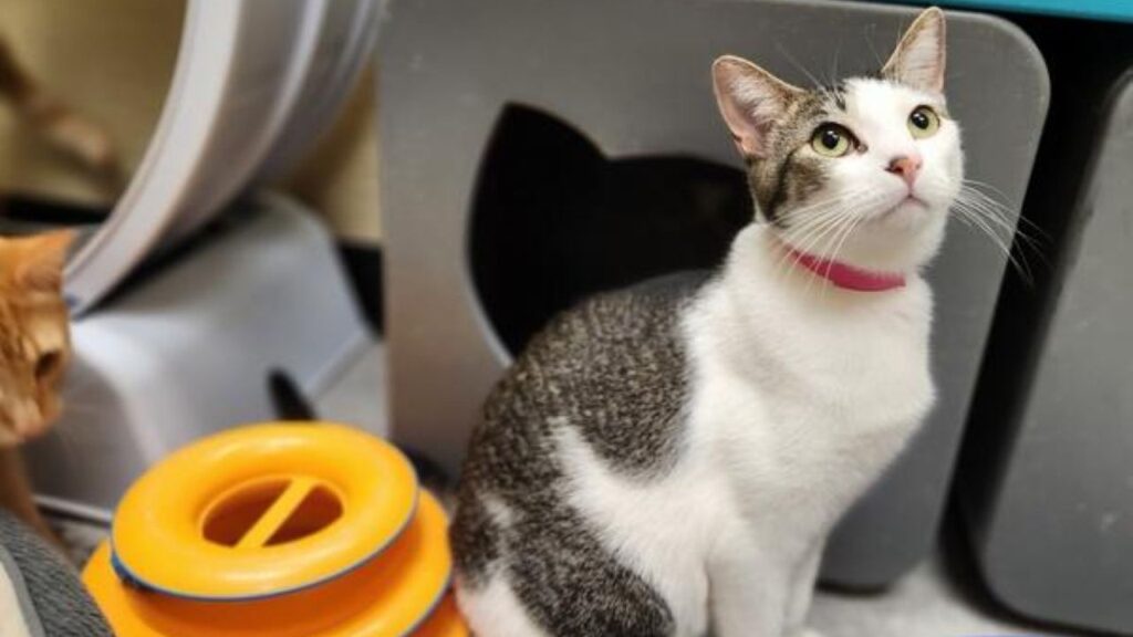 Image of Tinker, GV Wire's adoptable pet of the week, May 8, 2026. Tinker, a black-and-white, 1-year-old cat, is surrounded by brightly colored toys