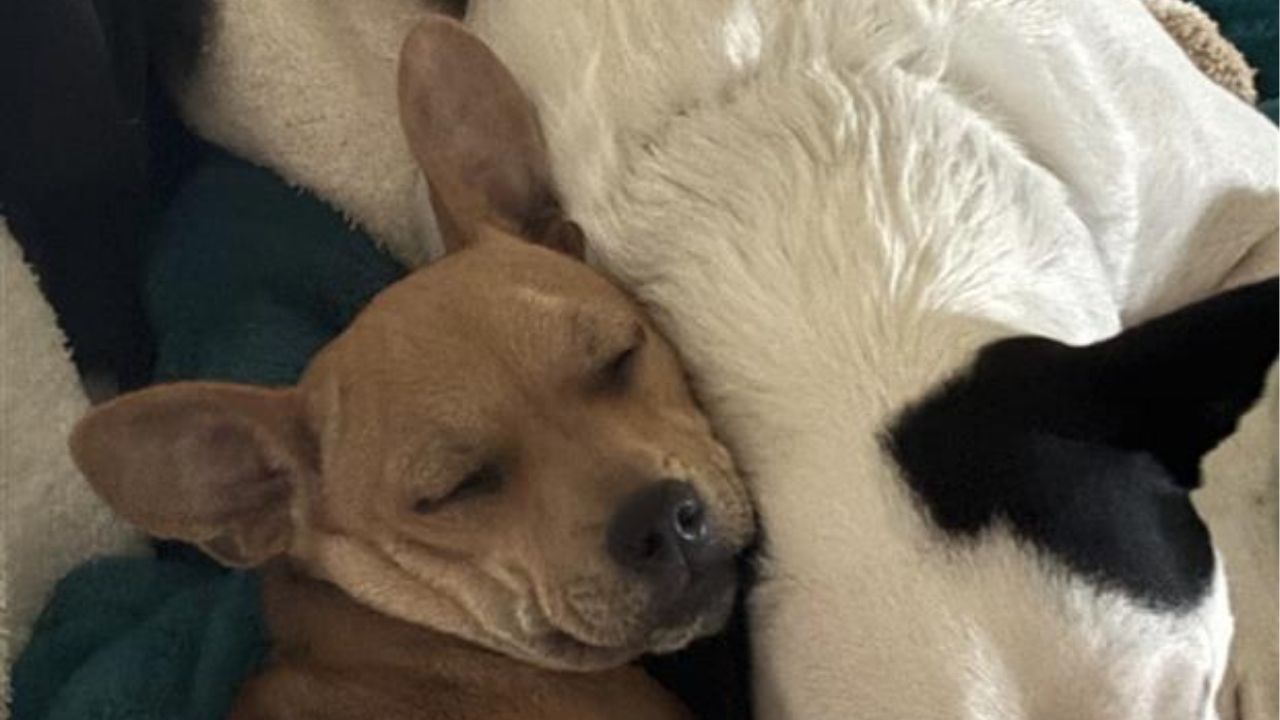 Sweet-Natured Puppy Called Sweetness Charms All as He Awaits Forever Home