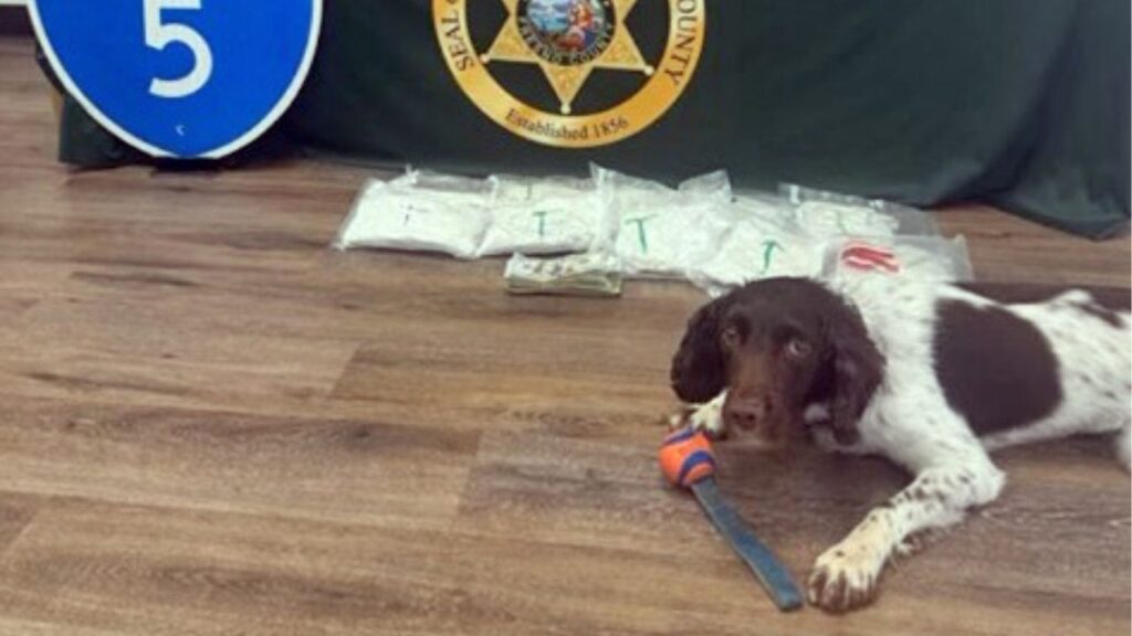 A Fresno County Sheriff’s deputy and K-9 Willow seized 10 pounds of methamphetamine and thousands of dollars in cash during a traffic stop on Interstate 5 near Coalinga, leading to the arrest of two men. (Fresno County SO)