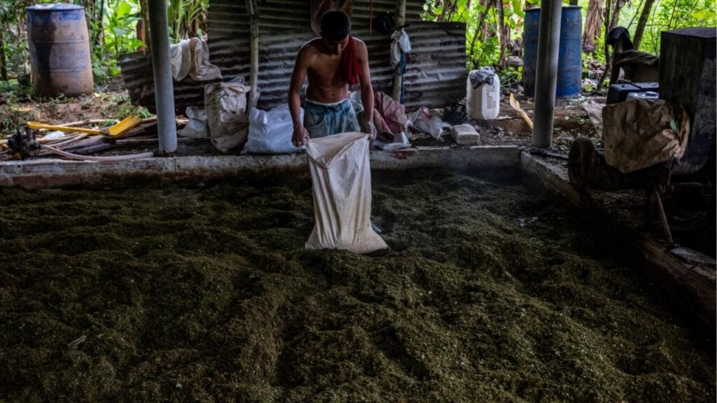 A farmer preparing coca leaves for production into cocaine in Putumayo, Colombia, Jan. 31, 2026. Despite the rising body count of the Trump administration’s attacks on alleged narcotics traffickers, researchers say cocaine is as easy to get in many parts of the United States as it was before. (Federico Rios/The New York Times)