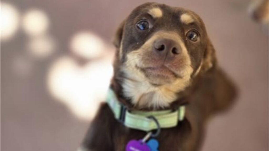 A friendly 2- to 3-year-old Chihuahua mix was rescued from the KSEE 24 parking lot by Mell’s Mutts after charming rescuers with his playful, social personality and alleged “news star” ambitions. (Mell's Mutts)