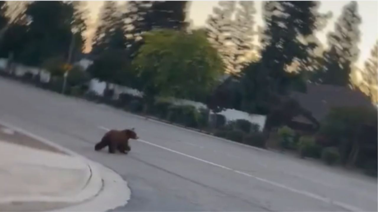VIDEO: Bear Cub Sighting Reported Near Herndon and West Avenues in Fresno