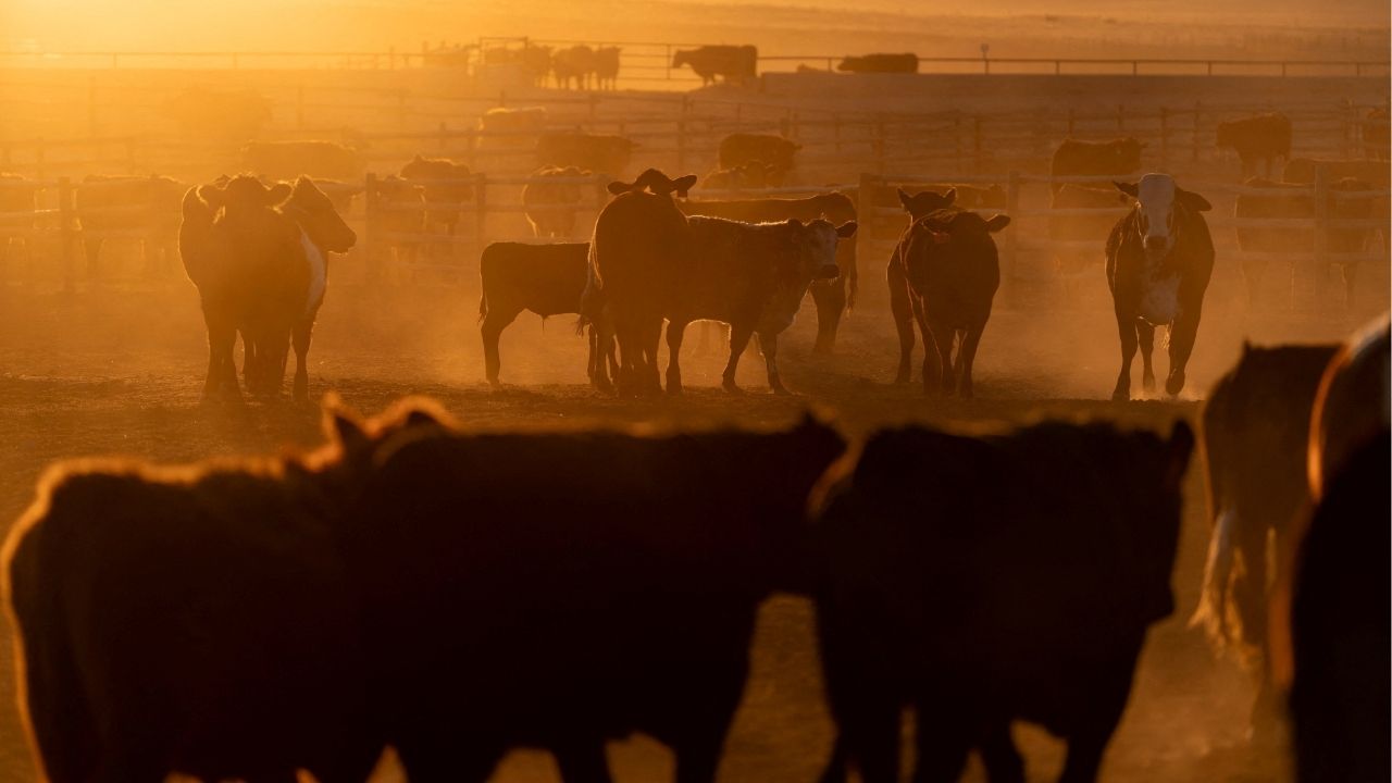 Trump to Sign Orders to Boost Beef Imports, Rebuild Cattle Herd, White House Says
