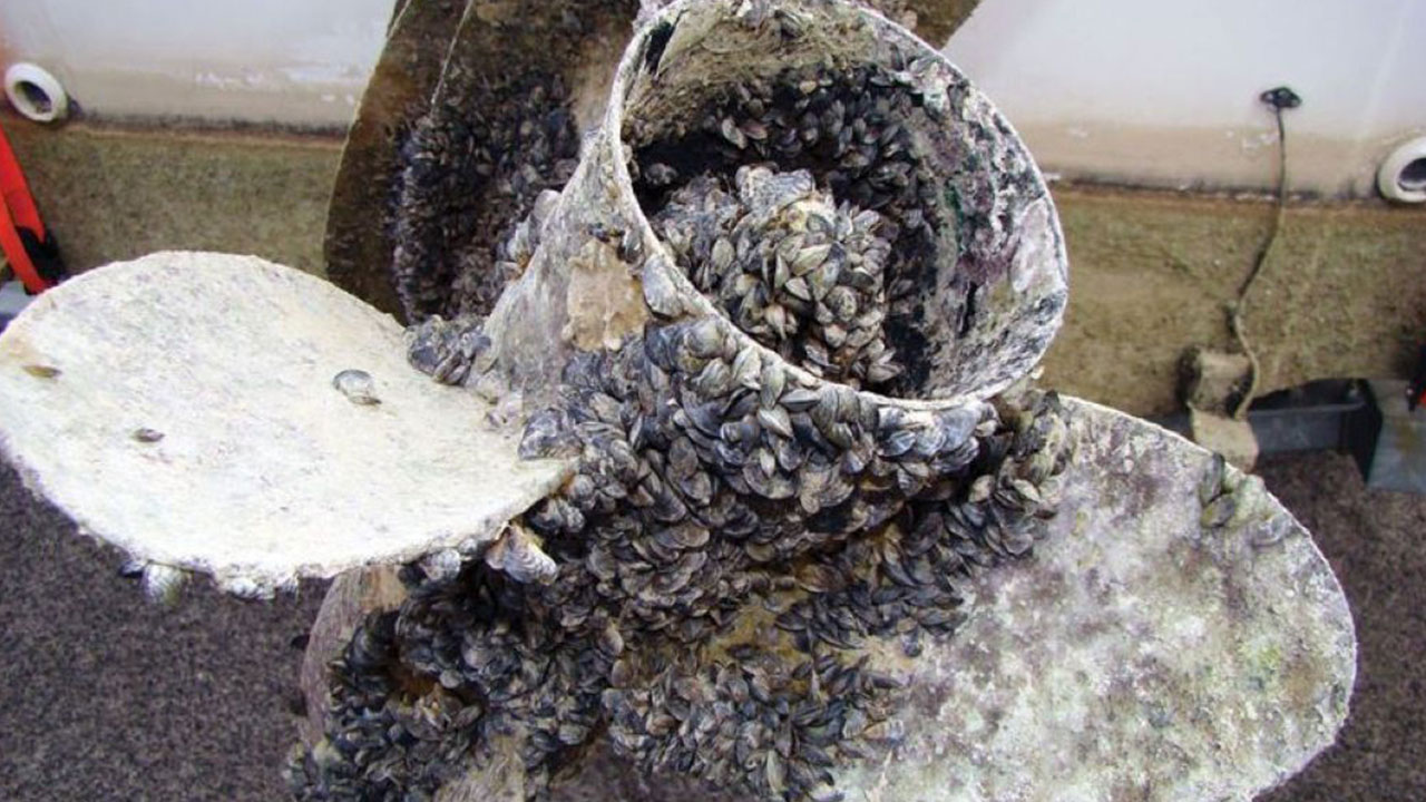 Effort Ramps Up to Keep Golden Mussels Out of Millerton Lake