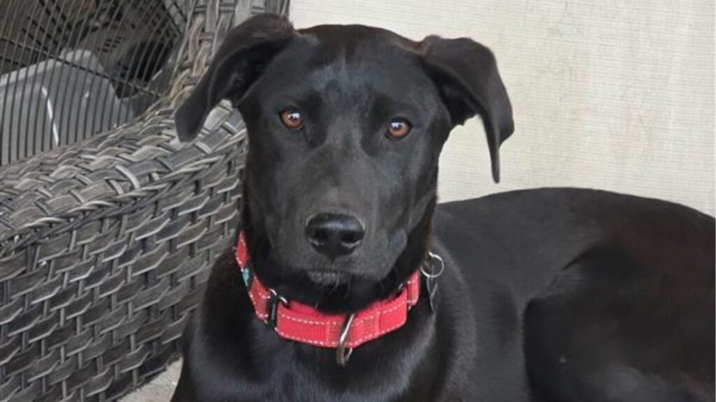 Koko, a sweet and very smart 6-month-old puppy at Mell’s Mutts who already weighs 50 pounds, loves people, plays well with dogs, ignores cats and is hoping to find a forever family before she outgrows her puppy days. (Mell's Mutts)