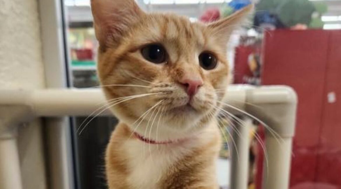 Image of a buff-and-white striped cat named London available for adoption.