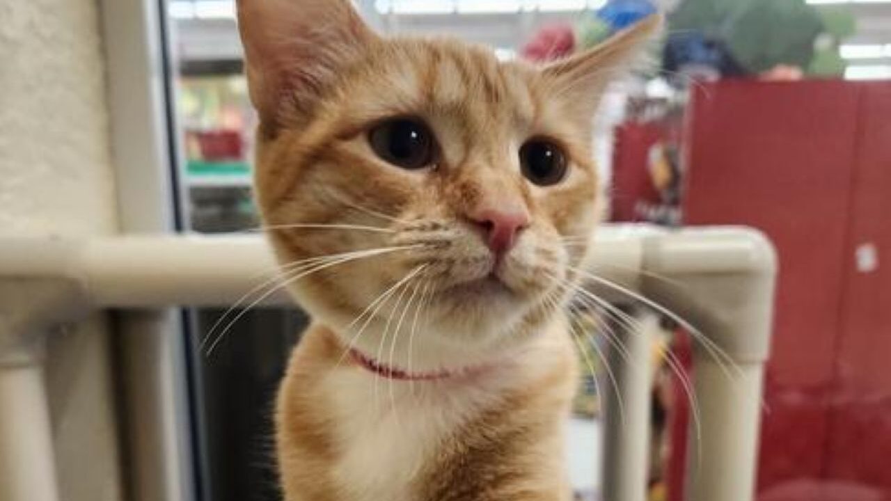 Lap Cat London Offers Best of All Worlds for Feline Lovers