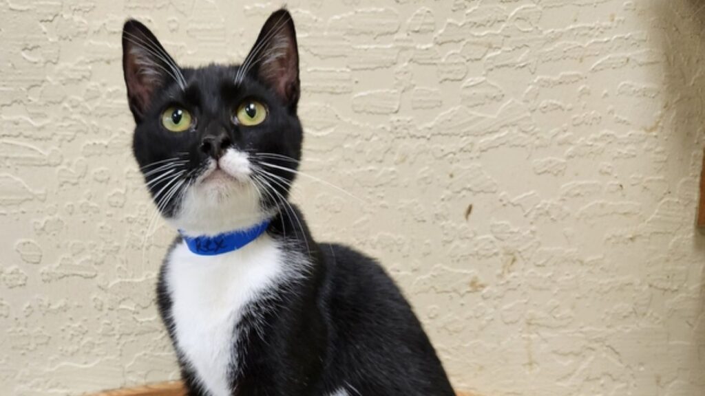 Image of an adoptable 11-month-old male cat featuring a black-and-white tuxedo coat