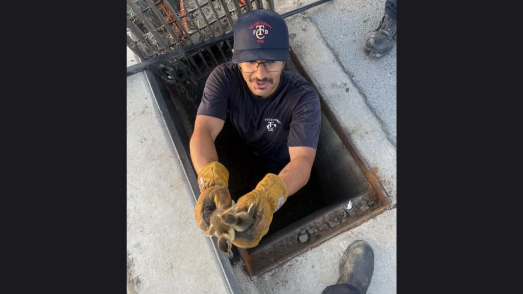 Tulare County firefighters rescued 10 trapped ducklings from a storm drain in Goshen and reunited them with their frantic mother nearby. (Tulare FD)