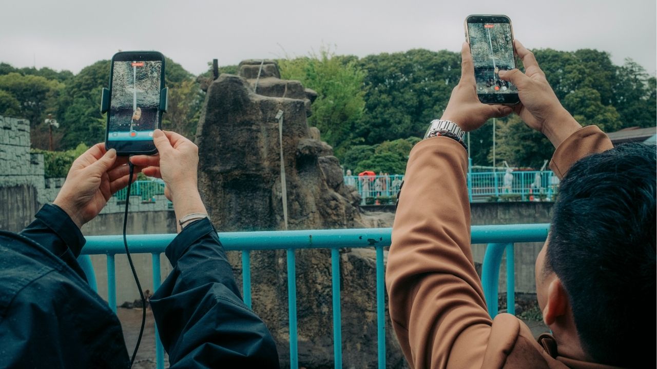 Two Americans Detained in Japan After Entering Punch the Monkey’s Enclosure